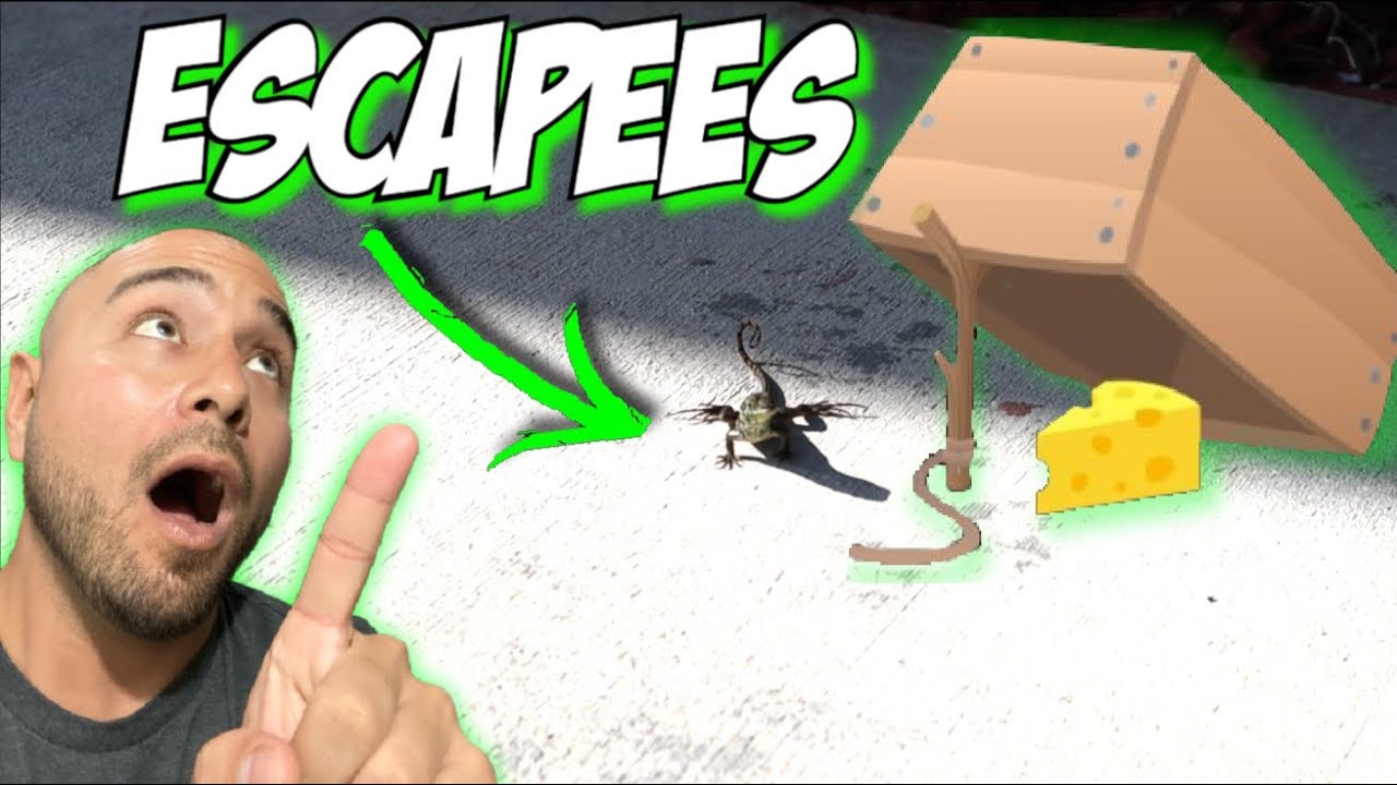 Trapping My Escaped Pet Lizards | A1A Adventures