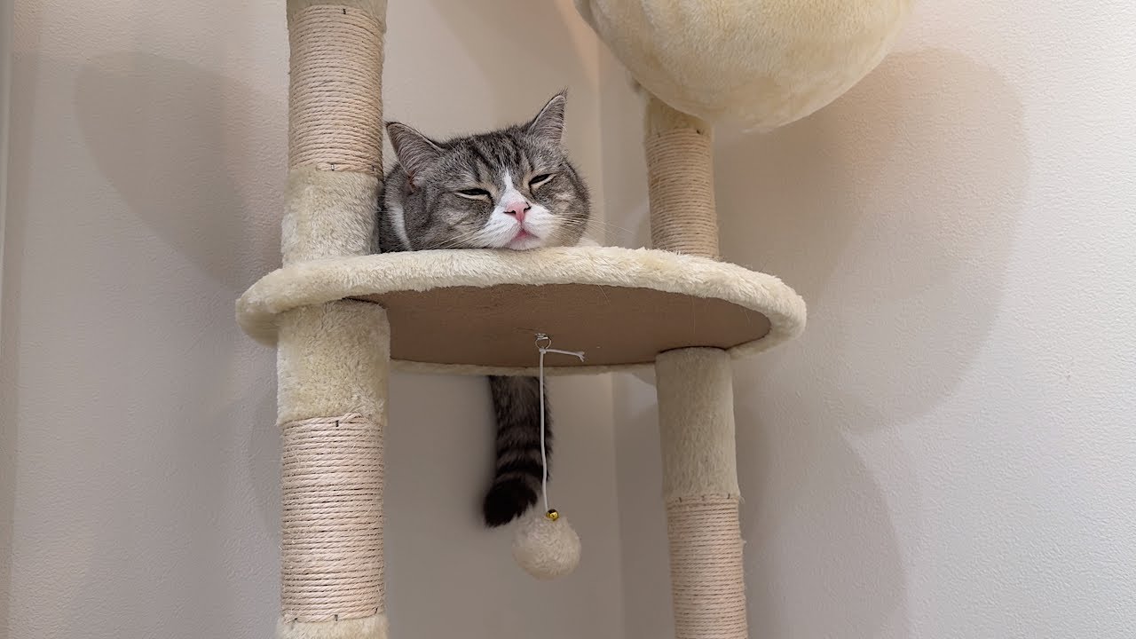 仕事ばかりしてて遊んでもらえない猫が待ちくたびれてこうなっちゃってました&hellip;