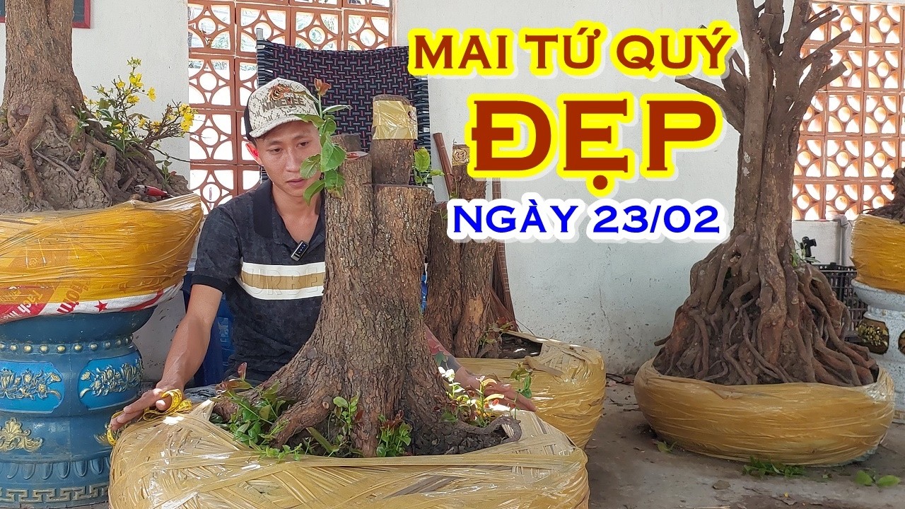 BẢO 📲 O378799933 GIÁ TỐT - MAI TỨ QUÝ DÁNG ĐẸP GIAO LƯU NGÀY 23/02 