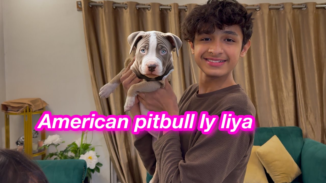 American Pitbull | Mustafa ka dog | Sitara yaseen vlog