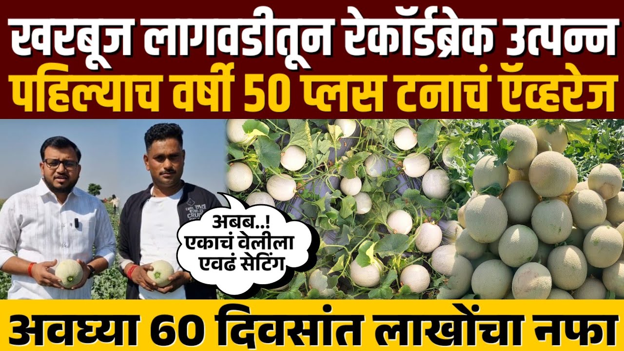 ♦️खरबूज शेती | 60 दिवसाचा प्लॉट 50 टन ऍव्हरेज | पहिल्याच वर्षी लाखोंचा नफा..