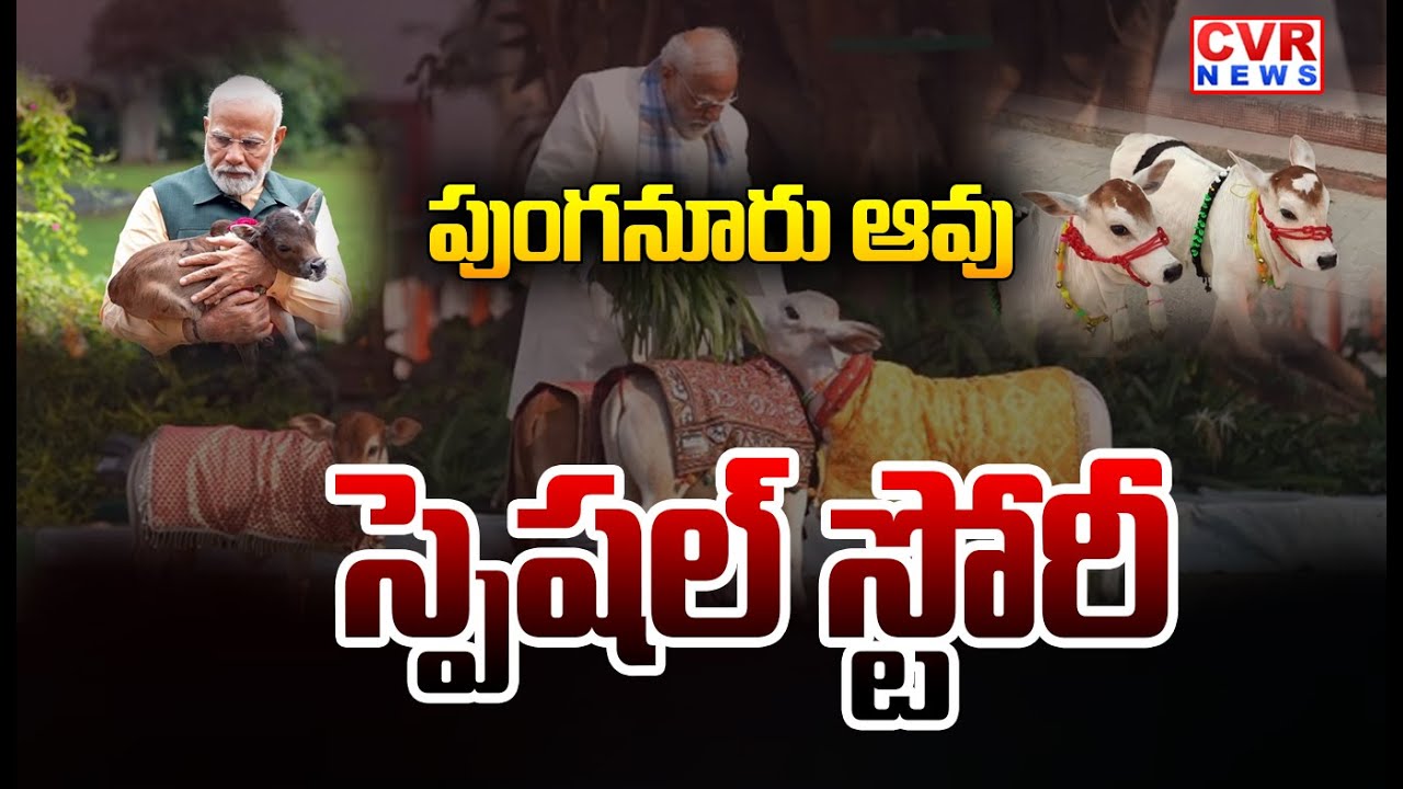 ఆవులలో పుంగనూరు ఆవులు స్పెషల్ | Punganur Cow | CVR News