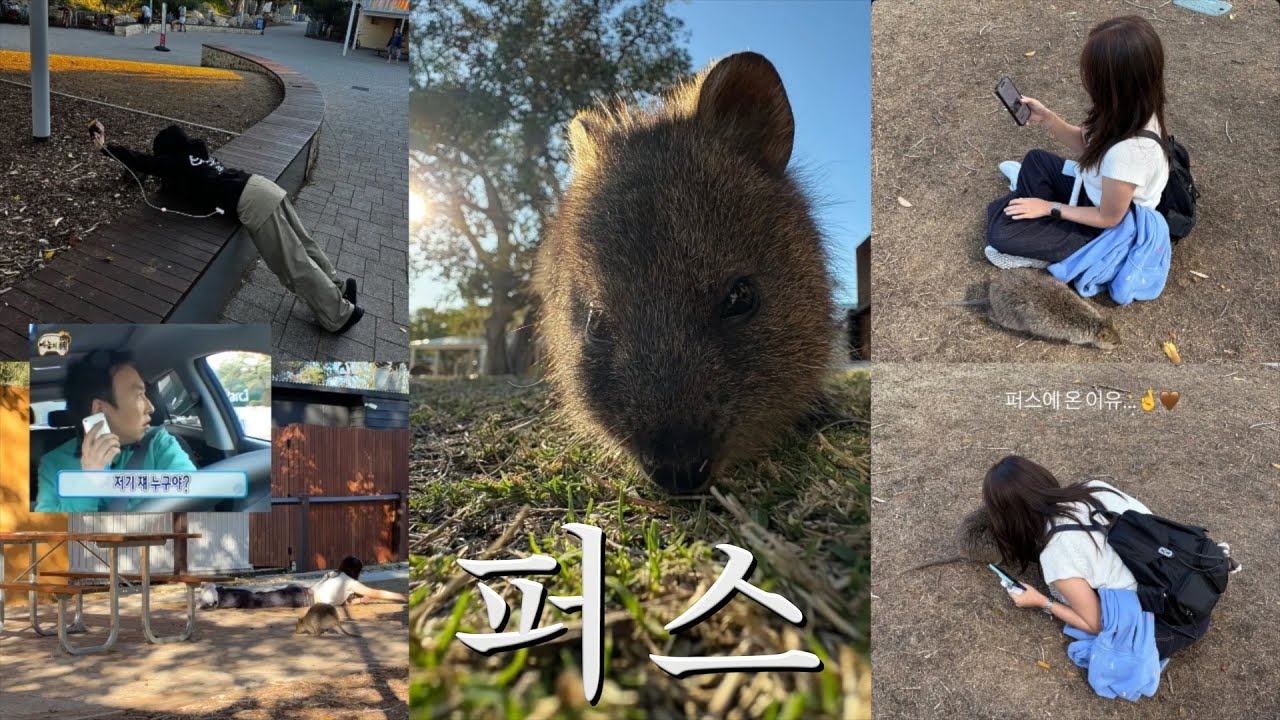 🇦🇺 호주 여행 VLOG | 쿼카에게 뽀뽀 👩🏻‍❤️‍💋‍👩🏽 당한 첫번째 여행지 퍼스에서의 3박4일 | 피나클스 선셋 & 별 데이투어, 퍼스 맛집 추천, 로트네스트섬 투어