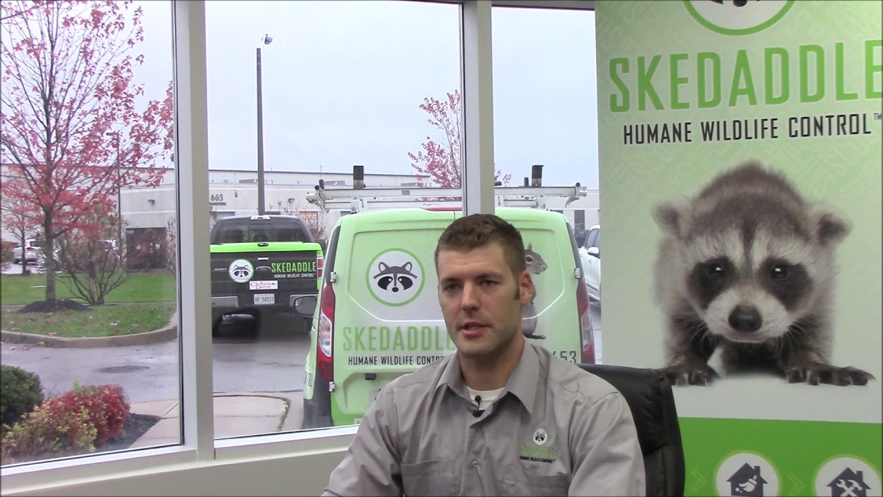 Skedaddle Franchise Inquiry: Tell us about your background