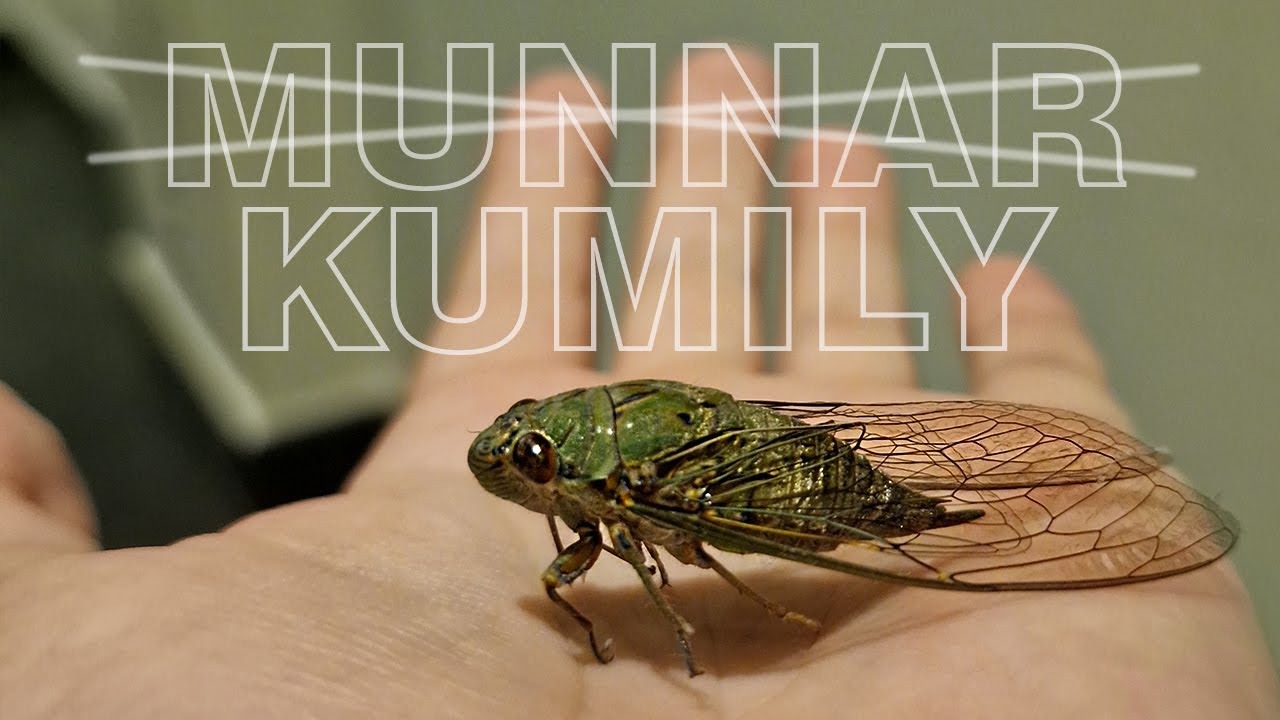 🇮🇳 #29 Utkąłem w windzie | Toddy, kokosowe % | Poszukiwanie słoni - Kumily, Kerala, Indie 1/2