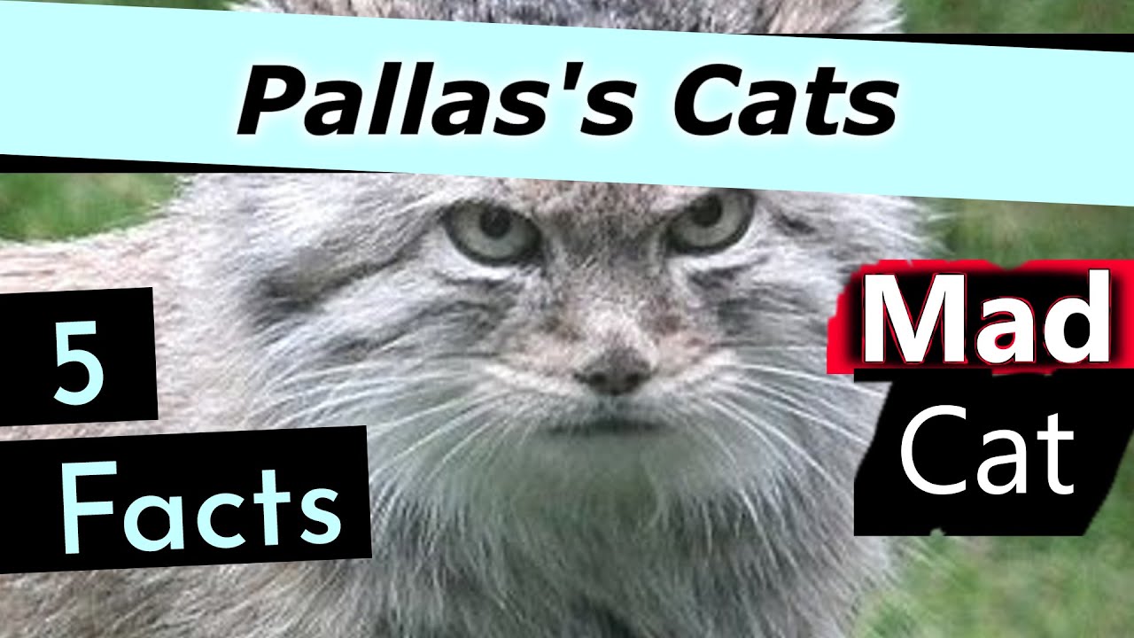 5 Particular Facts about Pallas's Cats