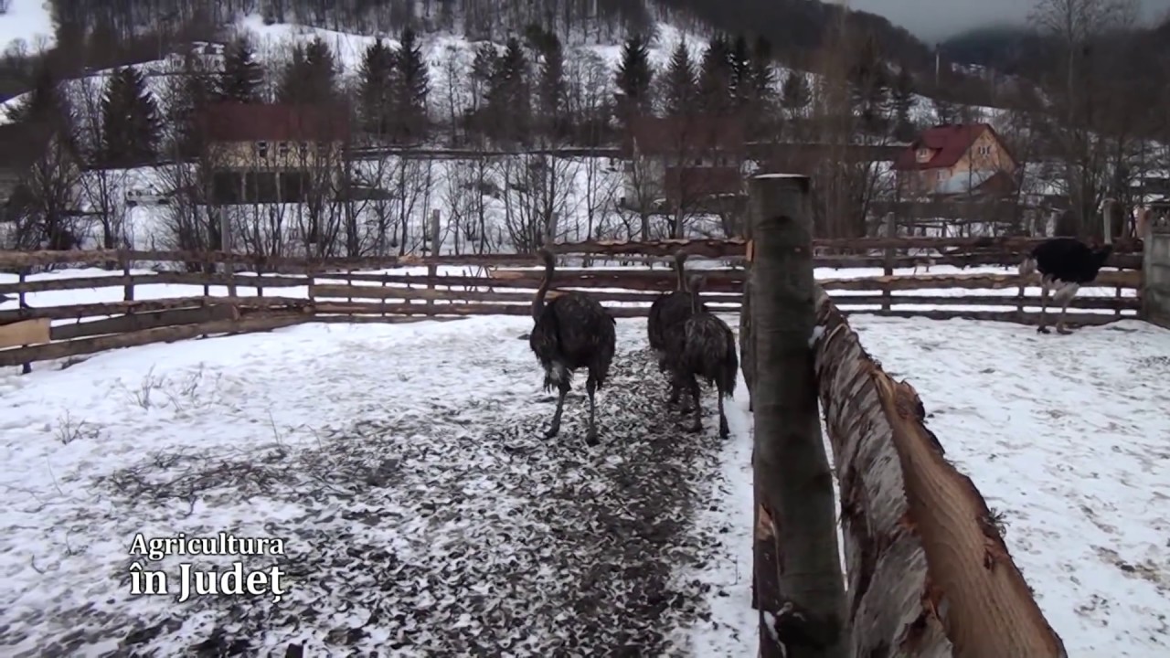 Cresterea strutilor -AGRICULTURA IN JUDET