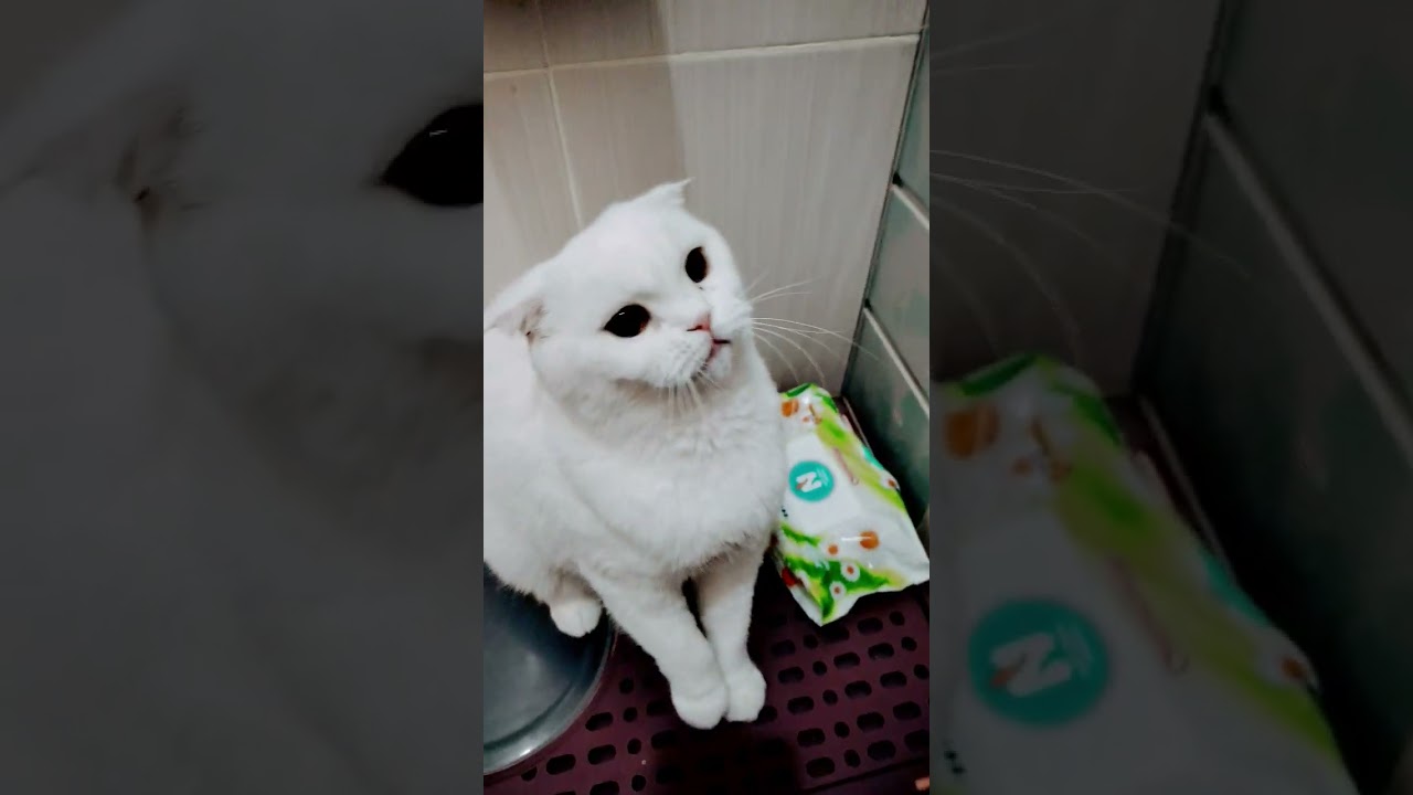 #resentment #forgiveness #рекомендации #веселыекоты #cat #видосыоткота #видосыоткота