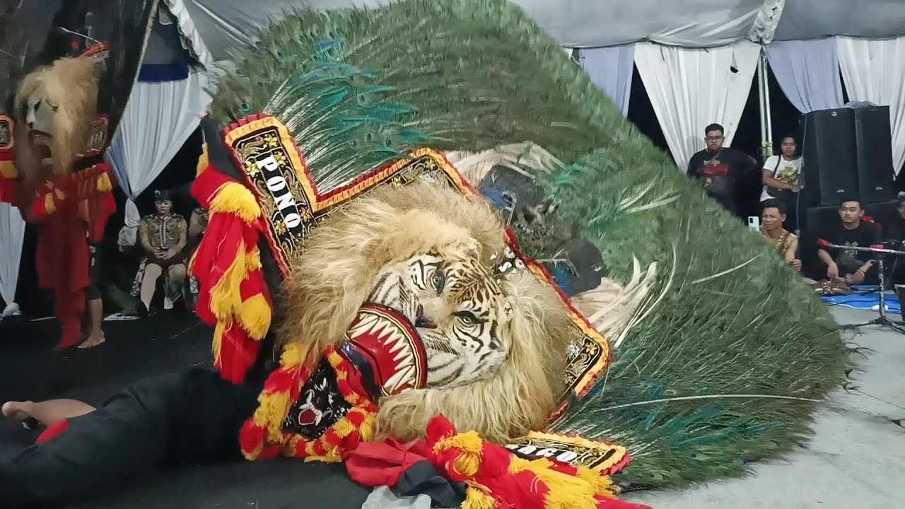 NGERI BANGET ‼️ ATRAKSI PEMBARONG TAKLUKKAN DADAK MERAK TERBESAR BIKIN KAGUM 