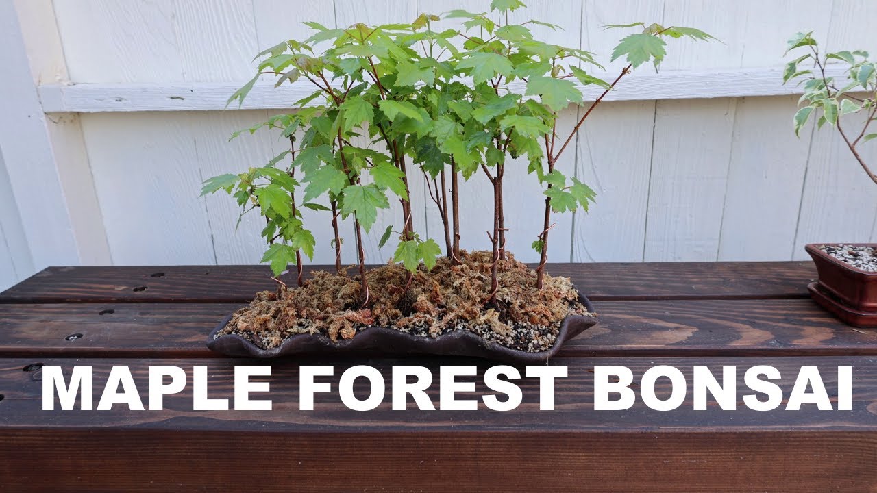 Starting a Maple Bonsai Forest Planting
