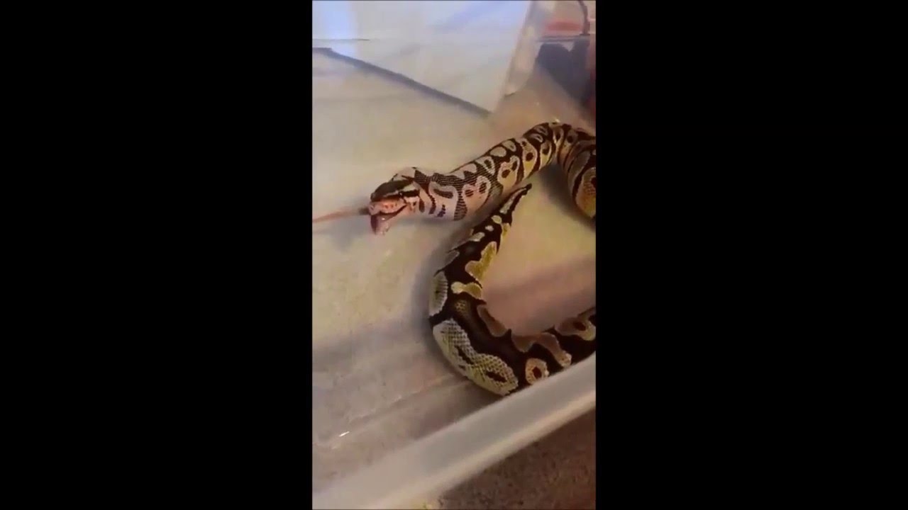 Snake yawn