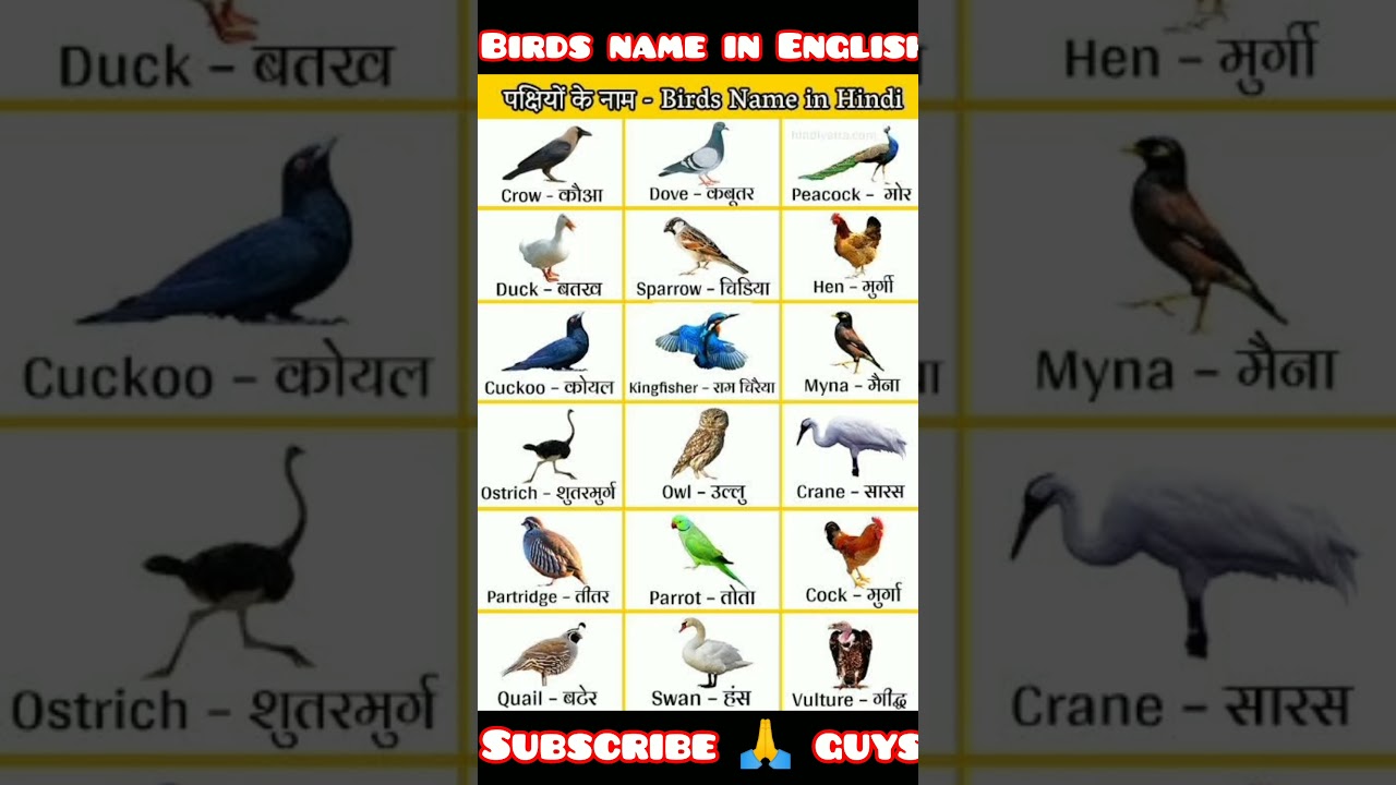 20 birds name in English vocabulary #likr share #subscribe