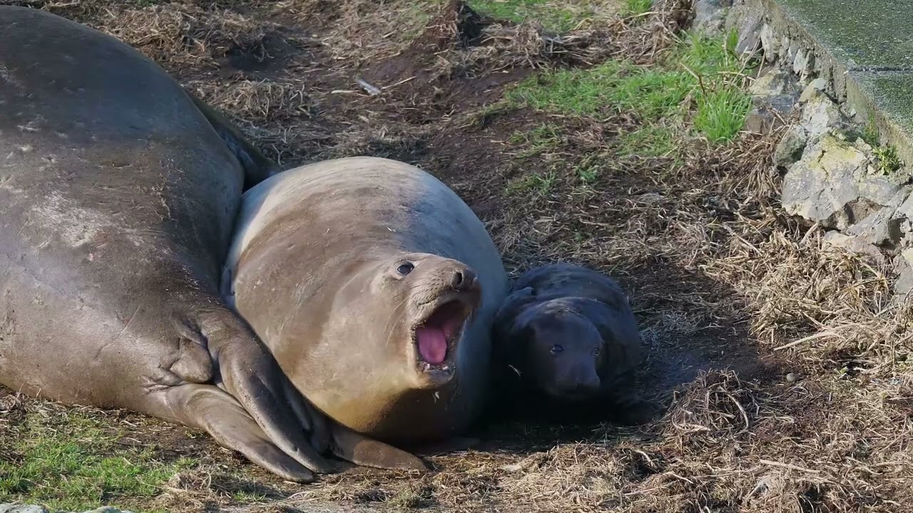 Elephant Seal mom tries to nap, her wiggly pup had other ideas