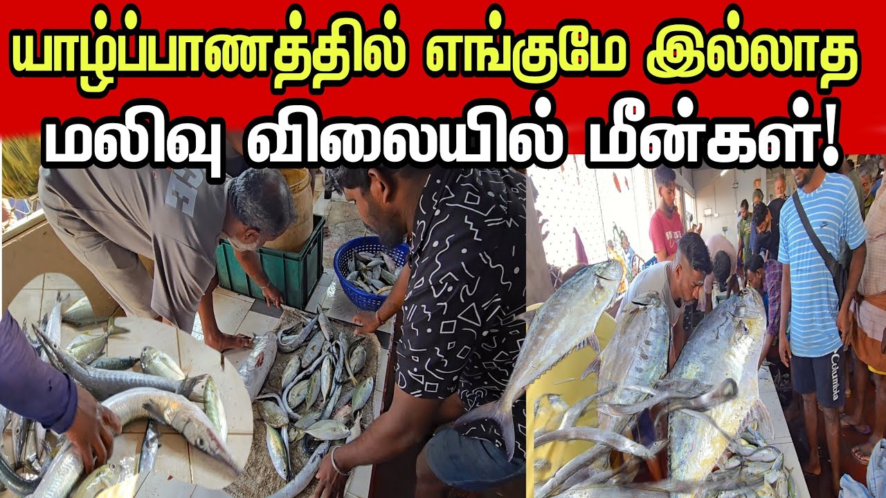 🔴யாழ்ப்பாணத்தில் எந்த சந்தையில் இல்லாத! மலிவு விலையில் மீன்கள்! 50 ரூபாய் முதல்! அள்ளும் மக்கள் 