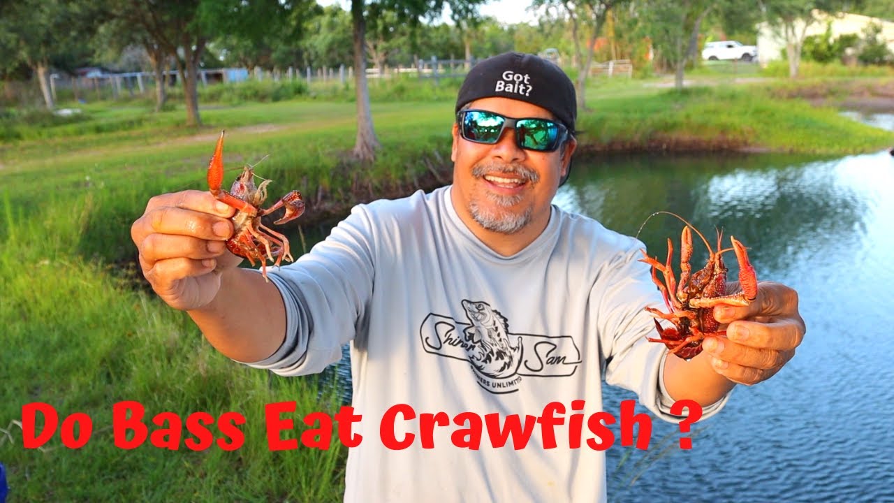Do Bass Eat Crawfish?