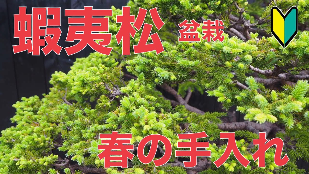 エゾマツの手入れ [盆栽・初心者]