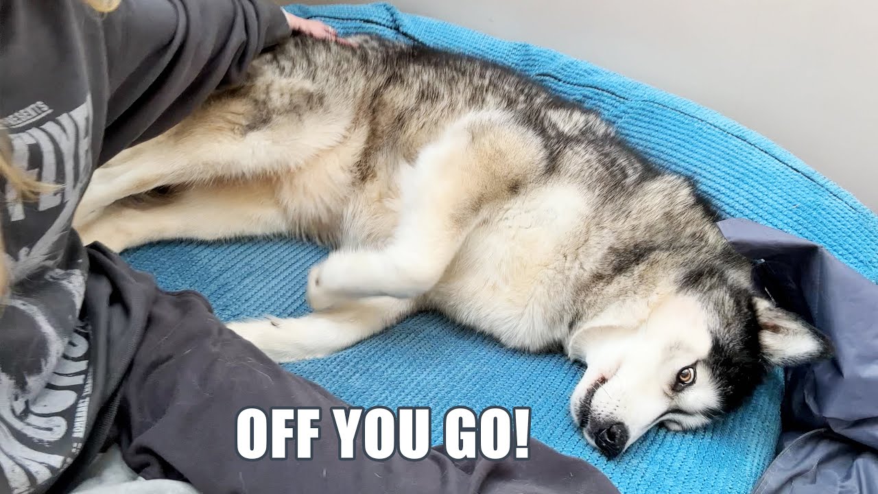 Moody Husky Tries To PUSH Me Off His Beanbag!