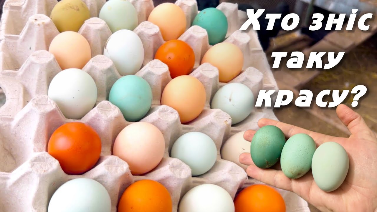 Курочки знесли Яйця надзвичайної краси😍