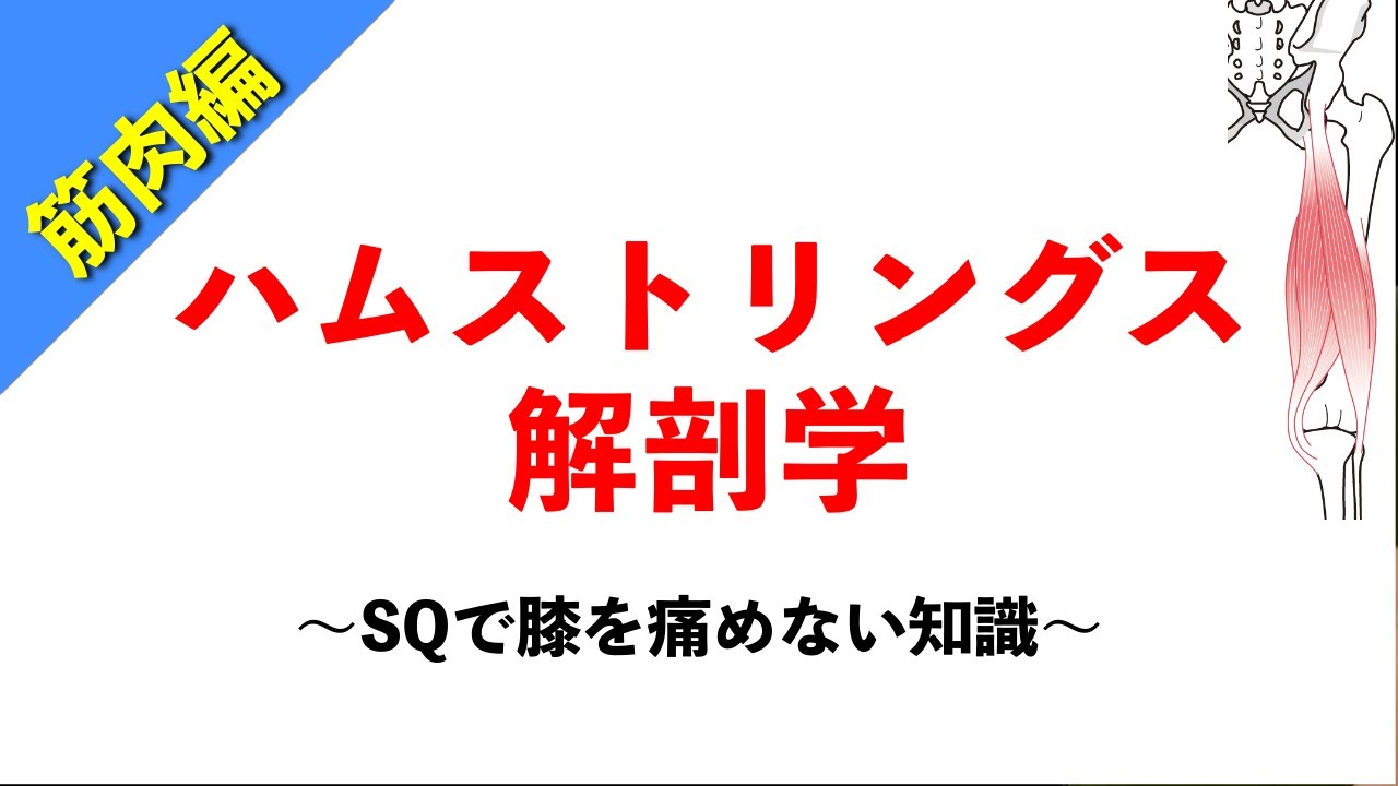 【柔道整復師が教える解剖学】ハムストリングスの解剖学から見る正しいスクワットフォーム【タロ塾＃43】