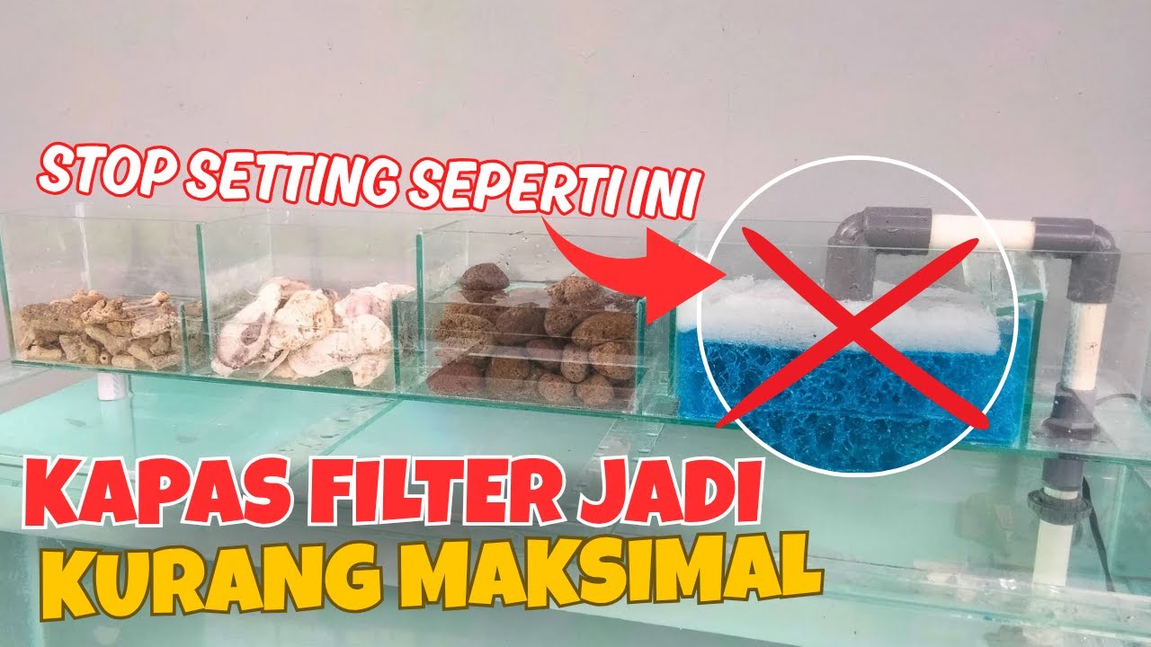 Cara Memaksimalkan Kerja Kapas Filter Aquarium