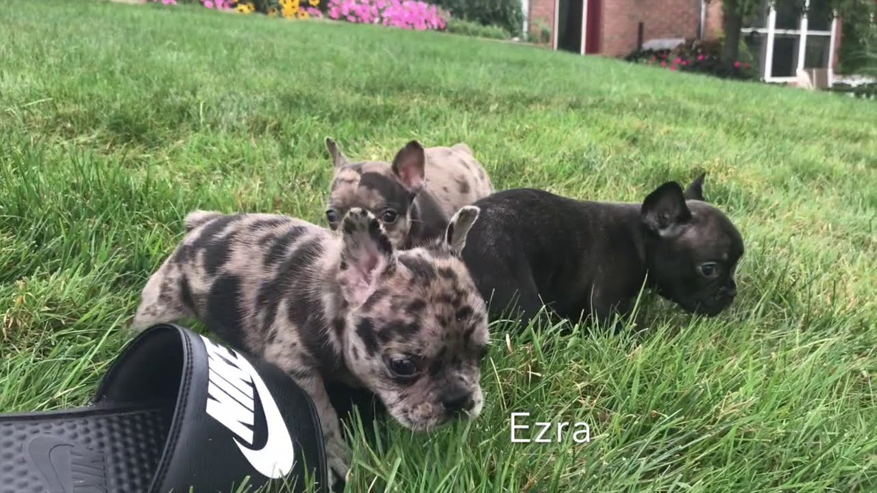 Blue Merle, Black Merle, & Brindle French Bulldog Puppies playing in NE Ohio!