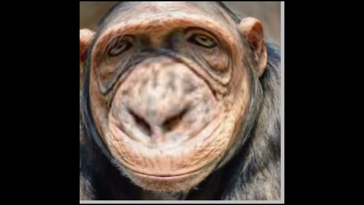 Guess the animal zoomed in! Comment if you got it! #savethewild