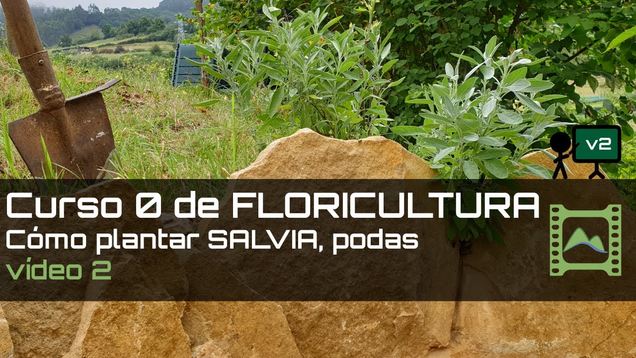 Cómo plantar y podar SALVIA Curso básico de FLORICULTURA 2020: Capítulo 2 | LdN
