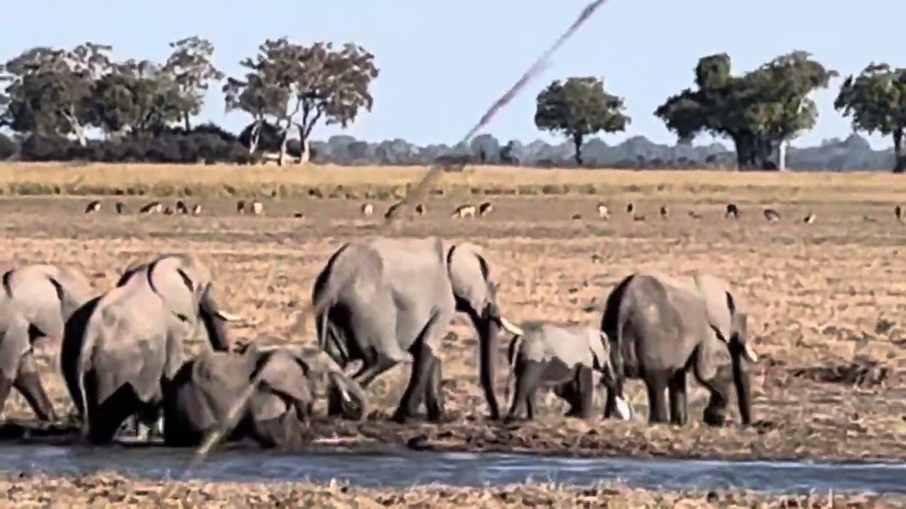 Namibia- Divundu, Bwabwata (Buffalo) National Park