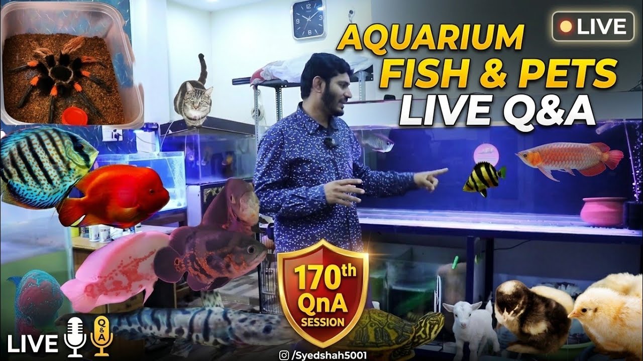 Live QNA All about Aquarium Fish, Syed shah5001 is live #Aquarium #Pets