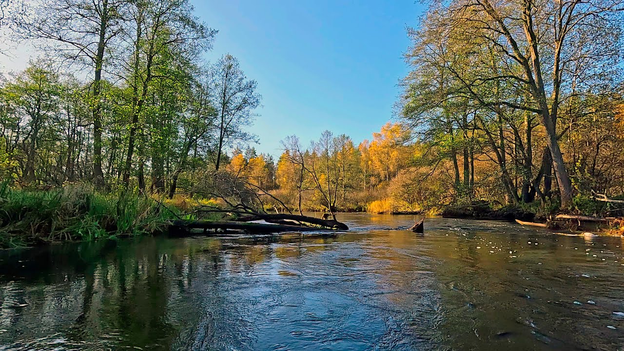 4K.Relaxation video.Traveling along a small autumn river .October. Lithuania.Žeimena.Part 2