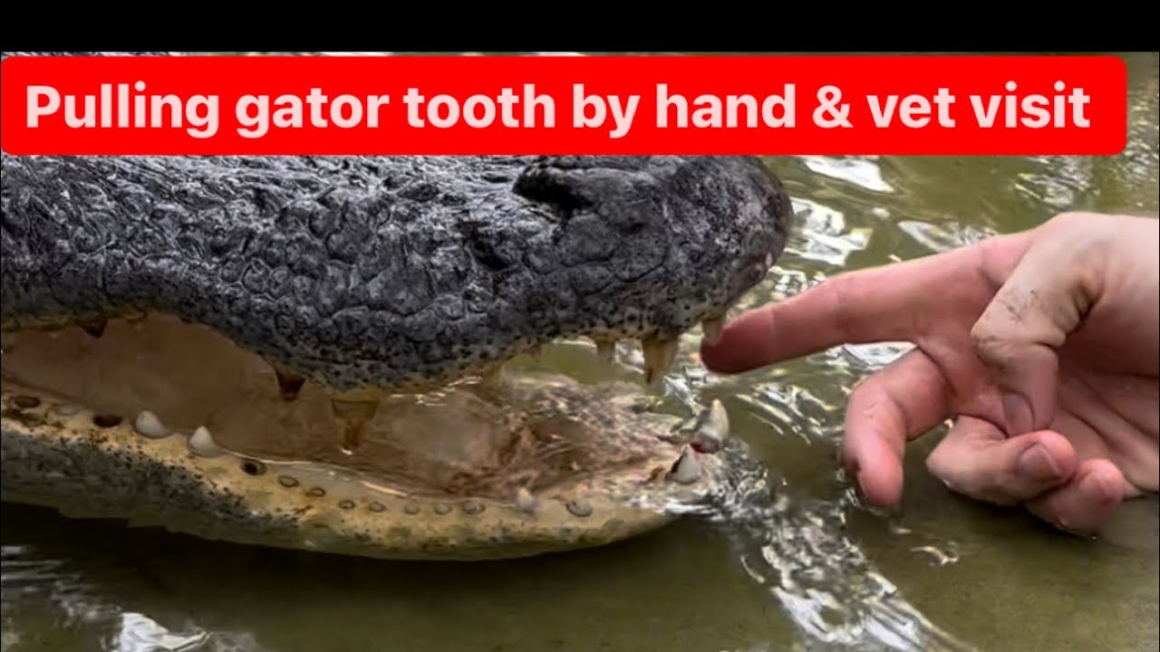 Gator training & vet visit for Gaston