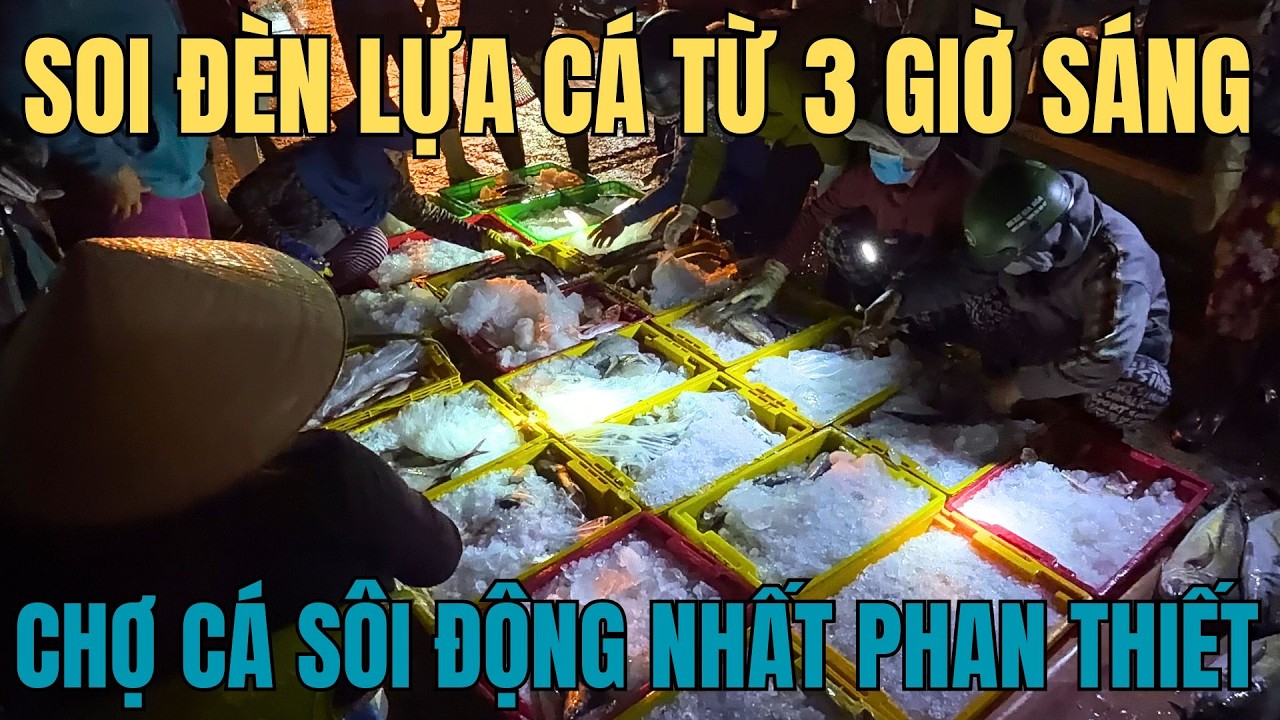 Cảng cá hơn 300 năm ở Phan Thiết||Cảng cá Cồn Trà||Cảng cá Phan Thiết||Chợ cá lớn nhất Phan Thiết