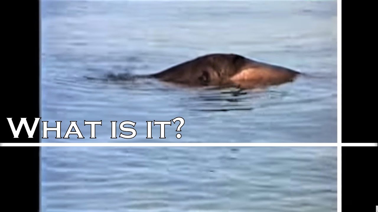 The Lake Van Monster from Turkey