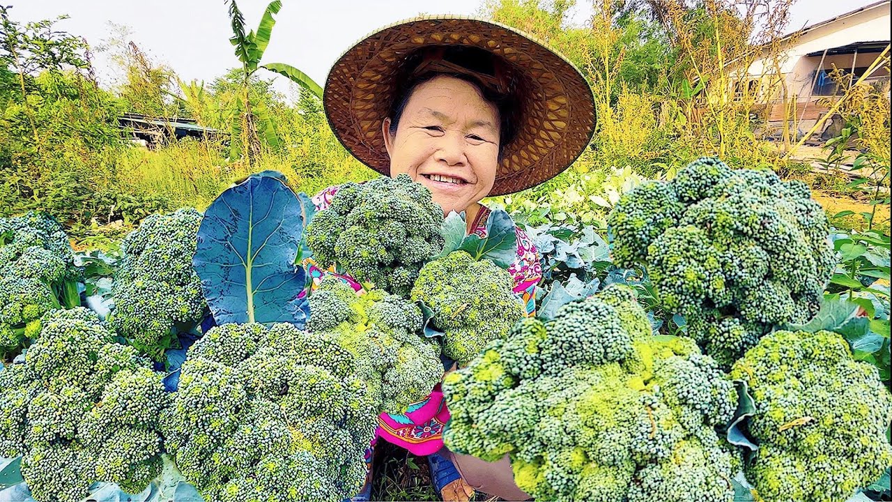วิธีปลูกบร็อคโคลี่ ง่ายๆ ได้กินแน่นอน / How to grow broccoli, it's very easy. / 如何种植西兰花，这很容易。
