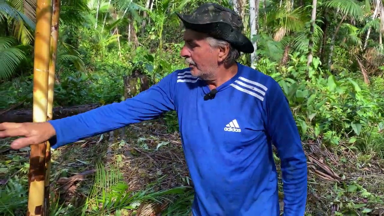 COMO FAZER O AÇAIZAL NATIVO PRODUZIR MUITO!. #agro #acai