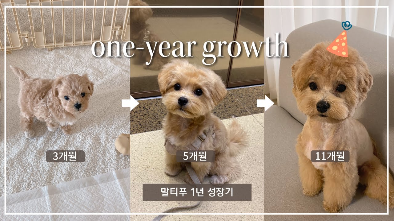 [앙꼬로그 no.15] 말티푸 1년기록/ 말티푸 성장과정 / 강아지 성장기록 / A year of dog record / Dog growth record