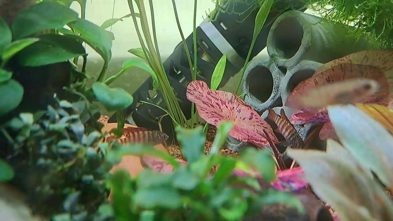 Tiger badis