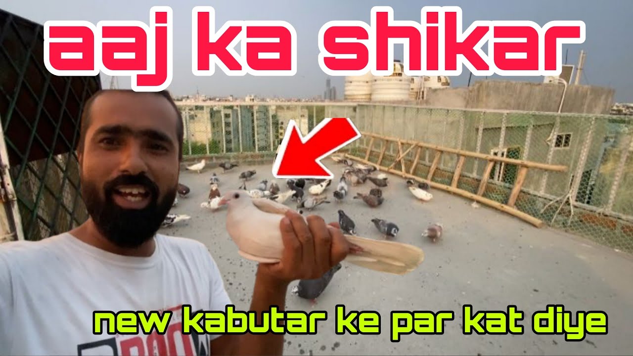 Aaj ka shikar.  1 white pattha pkda 🧐 Delhi pigeon lover
