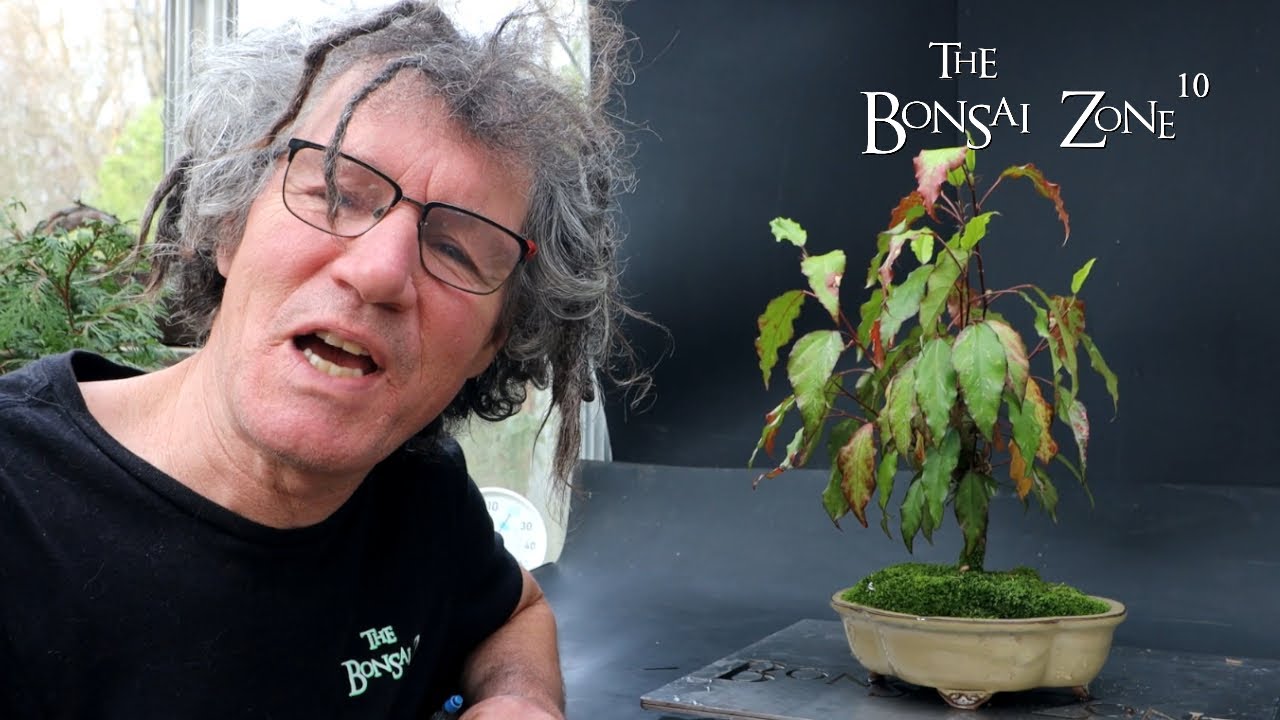 Pruning and Repotting My Fire and Ice Hibiscus, The Bonsai Zone, Nov 2023