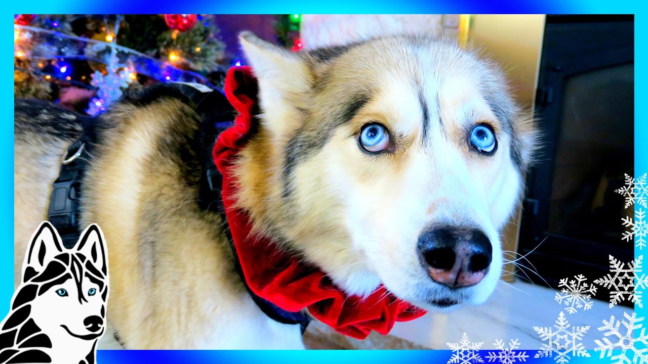 FROZEN HUSKY SHELBY |  Day 7 of 12 Days of Giveaways 2016 🎄 with the Huskies