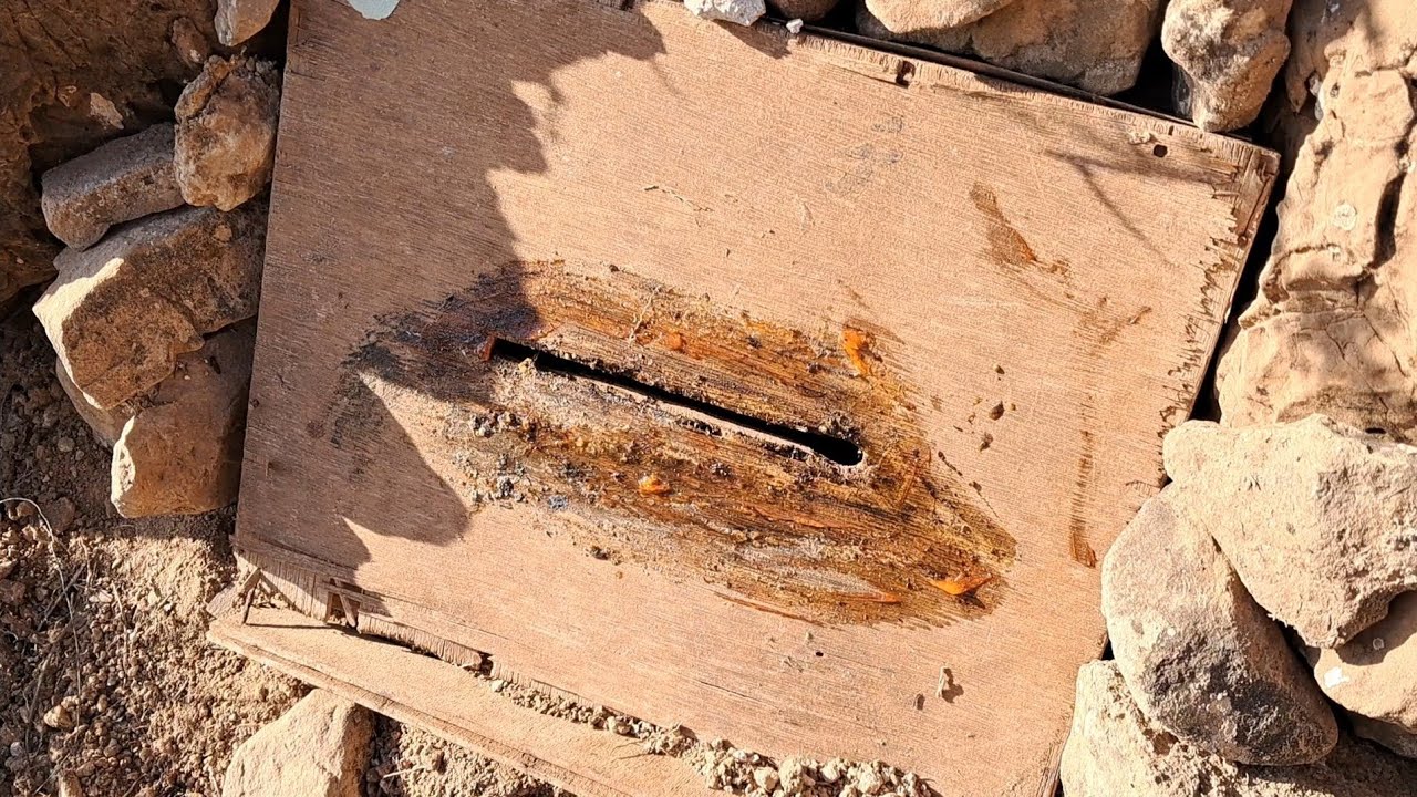 اصطياد طرد جبلي مع فعالية جاذب الطرود