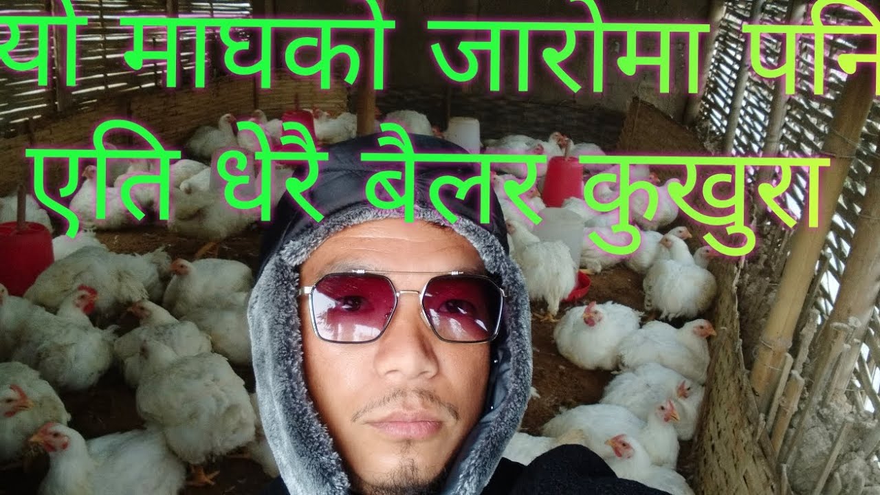 यो माघको जारोमा पनि एति धेरै बैलर कुखुरा ल आजपनी बजार  तिर बिक्रीमा जादैछ कुखुरा 