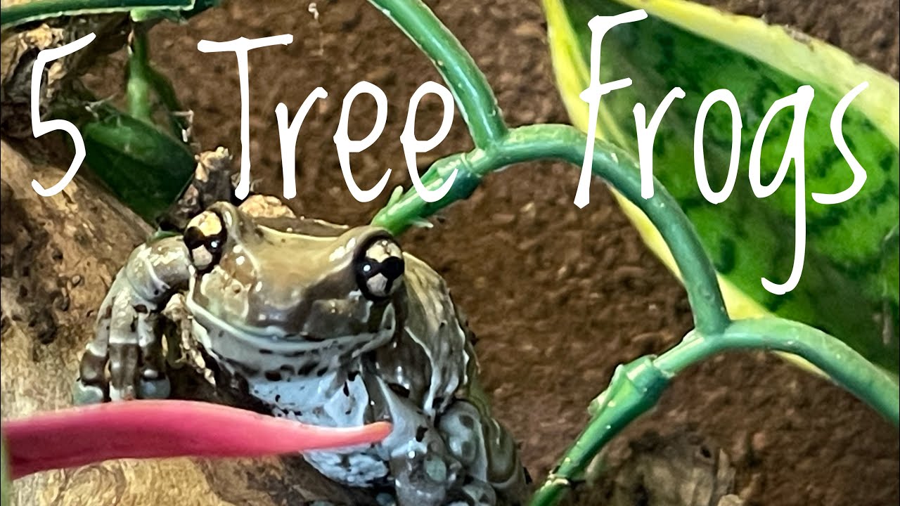 Great Beginner Pet Tree Frogs