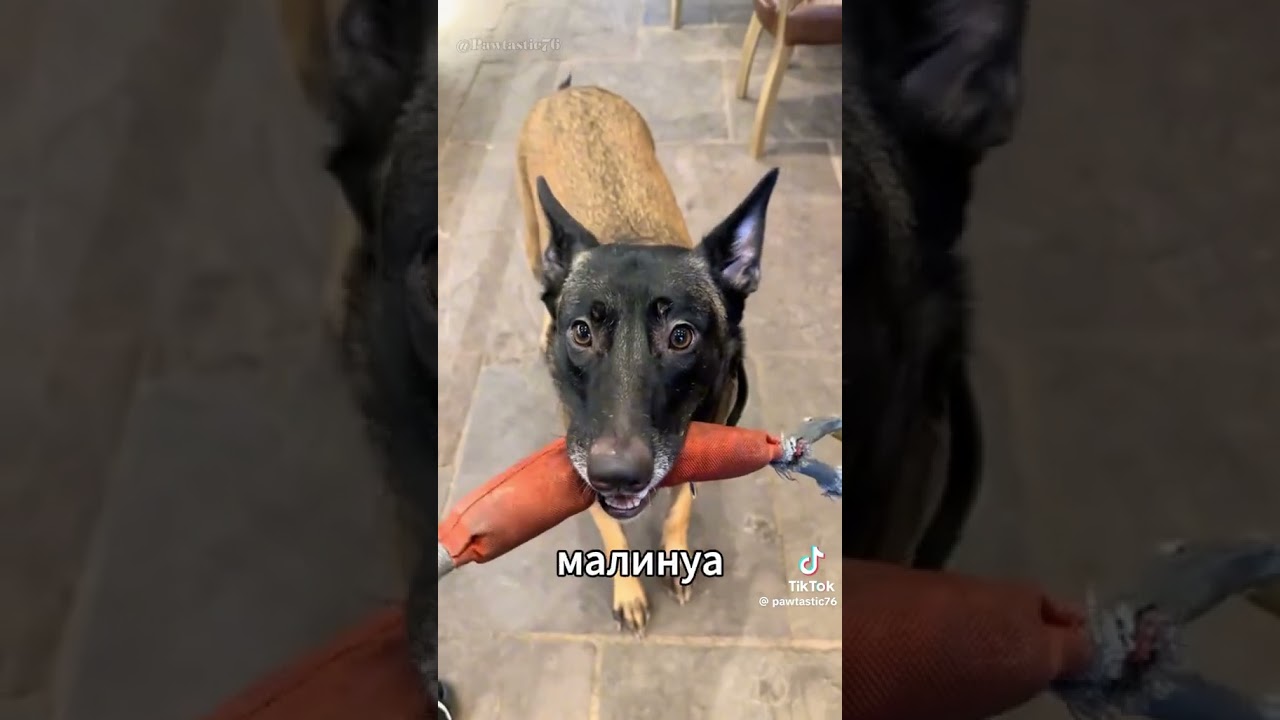 #малинуа #собака #суперсобака #собакарубик