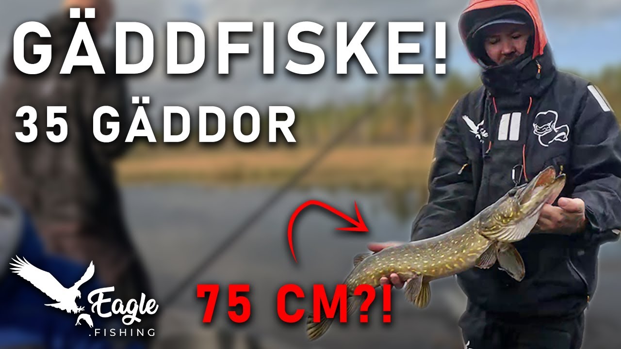 35 gäddor på en dag?! Höstfiske i Dalarna med kunder!