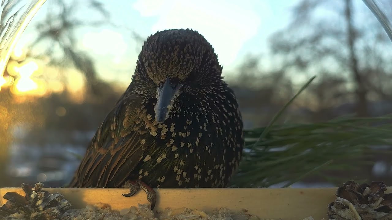 Starling overeats