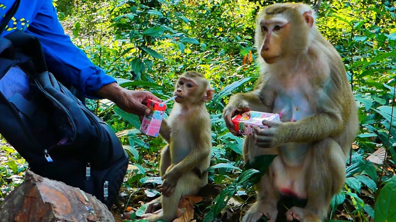 Today in the evening I'm go to help feed Lotus and milk to the monkey; they enjoy eating yummy.