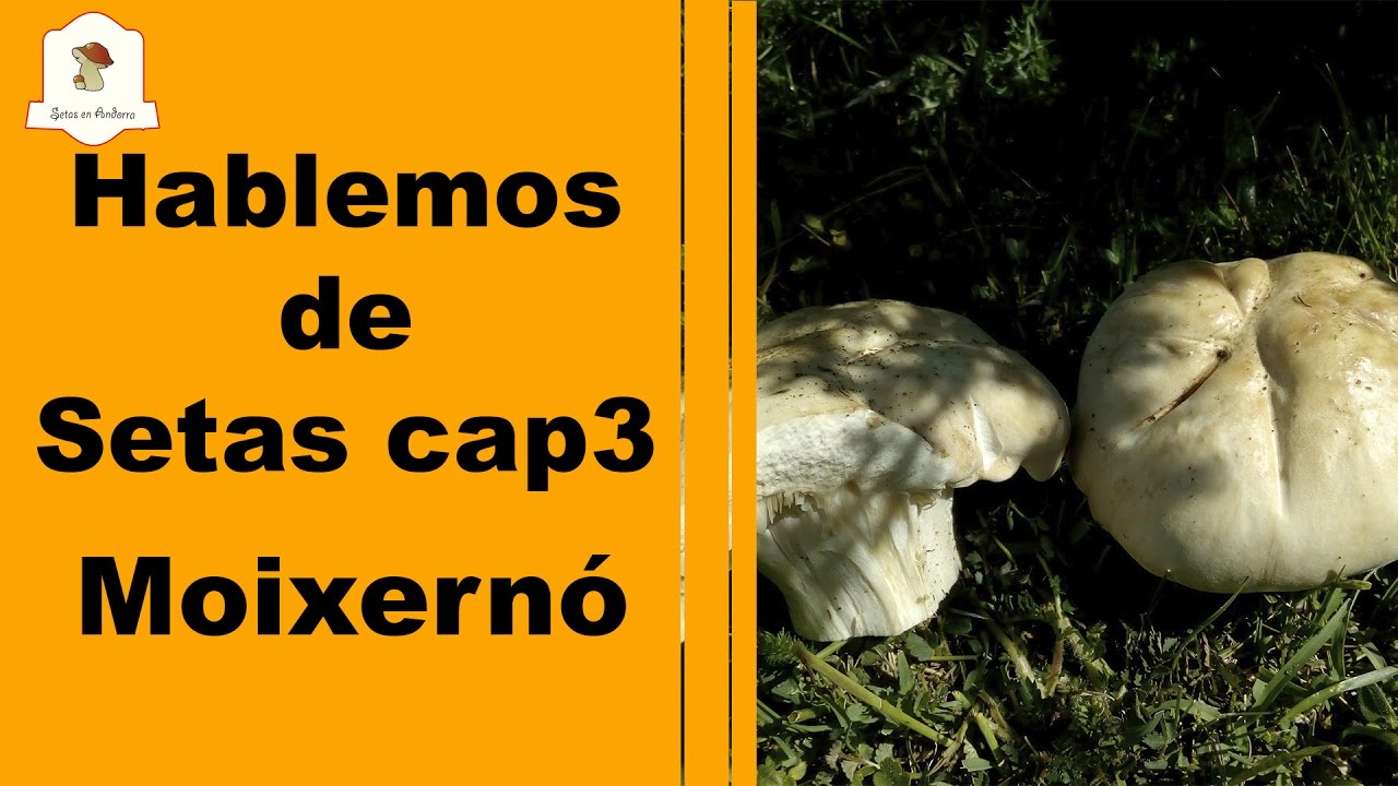 Hablemos de Setas CAp3. Moixern&oacute;