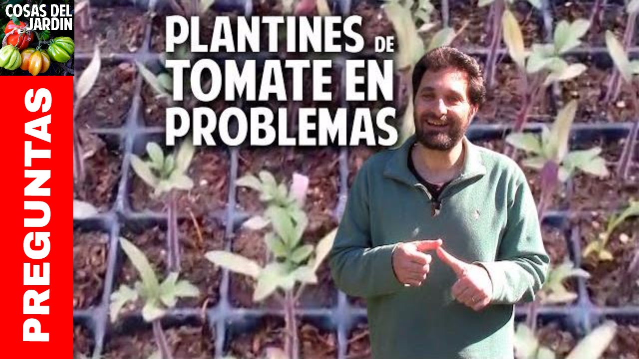 Hojas violeta en plantines de tomate - y dale con los Nutrientes @cosasdeljardin