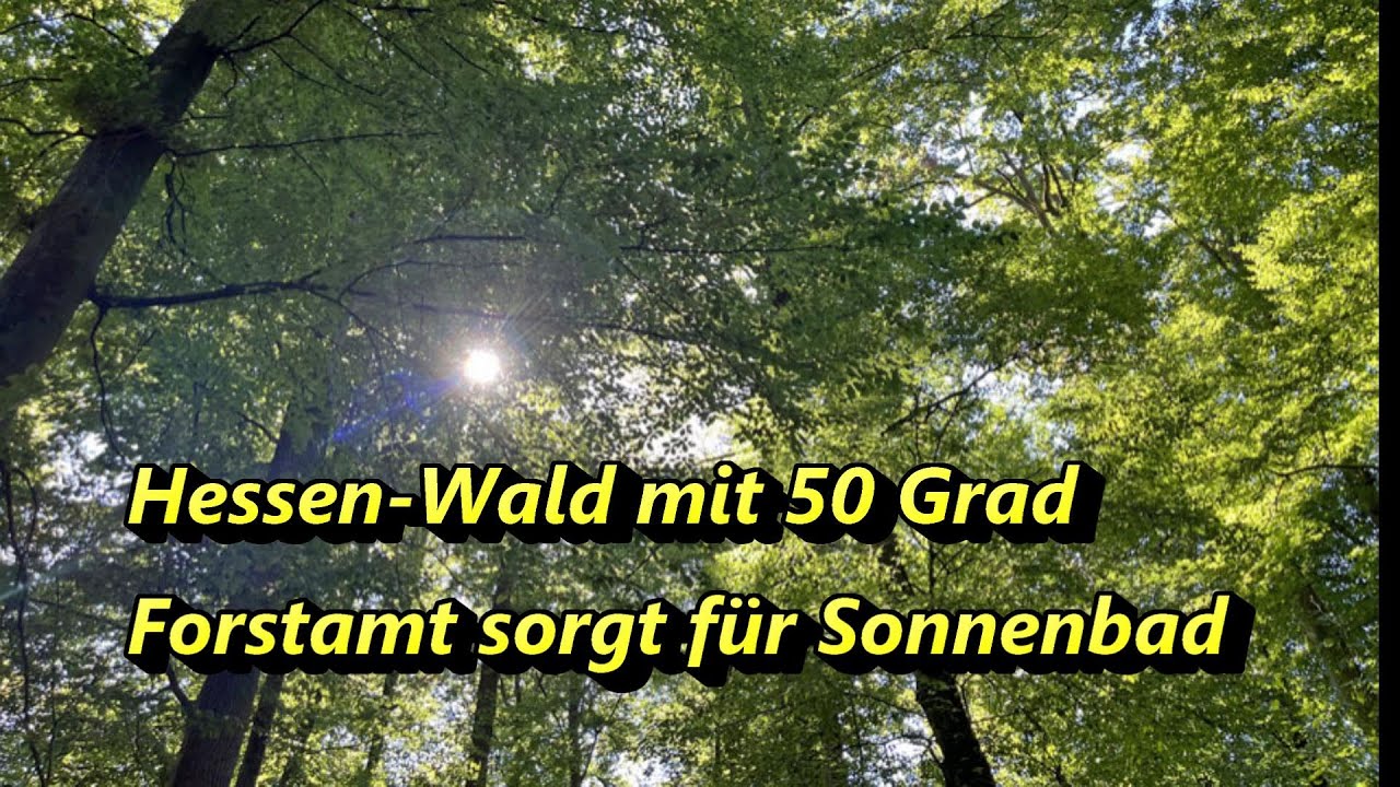 2022 Hessen Wald mit 50 Grad - Forstamt sorgt f&uuml;r Sonnenbad